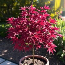 Winterharter ahorn blut gebraucht kaufen Winterharter ahorn blut gebraucht kaufen  Kaiserslautern