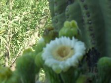 Saguaro for sale  Tucson