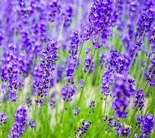Lavender angustifolia hidcote for sale  DEWSBURY