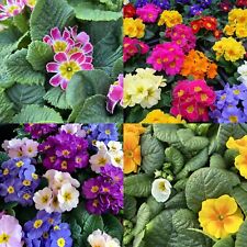 Primrose primula flowering for sale  GLASGOW