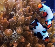 Clownfish sapphires arabian for sale  Kansas City