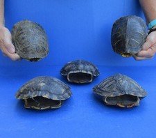 Lot red eared for sale  Saint Augustine