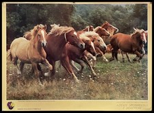 cavallo avelignese usato cavallo avelignese usato Italia