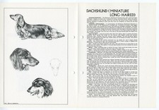 MINIATURE LONG HAIRED DACHSHUND 1978 BREED STANDARD SKETCH PRINT by M DAVIDSON comprar usado  Enviando para Brazil