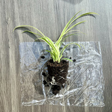 Spider plant well for sale  HARPENDEN