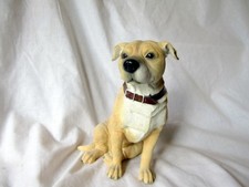 Staffordshire bull terrier for sale  STIRLING