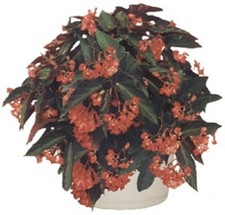 Angelwing begonia torch for sale  Mobile