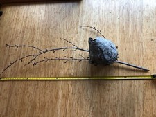 Bald faced hornets for sale  Waterford