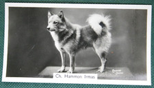 Finnish spitz show for sale  DERBY