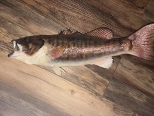 Small mouth bass for sale  Georgetown