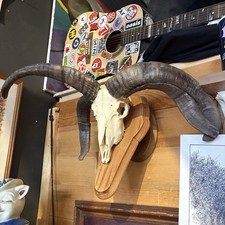 Growth deformity horn for sale  Denver