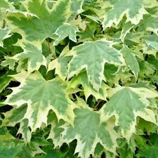 15 SILVER KING NORWAY MAPLE SEEDS - Acer platanoides " silver king" comprar usado  Enviando para Brazil
