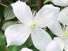 Clematis montana grandiflora for sale  MARCH