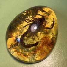 Beautiful amber scorpion for sale  DUNBLANE
