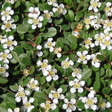 Cotoneaster dammeri streibs gebraucht kaufen  Deutschland