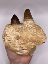 Huge mosasaur jaw for sale  MAIDSTONE