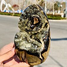 4.68lb natural turtle for sale  Burlington