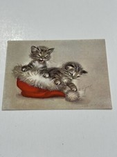 kitten m cat for sale kitten m cat for sale Rochester