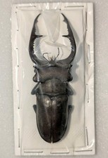 Lucanus kraatzi 62mm for sale  WOKING
