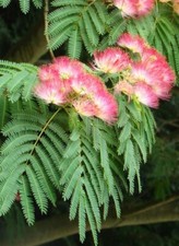 Silk mimosa tree for sale  Dunn