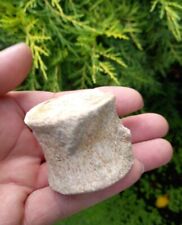 Fossil plesiosaur vertebrae for sale  WREXHAM