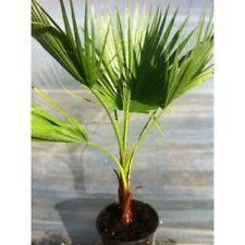 Graines washingtonia robusta d'occasion  Perpignan-