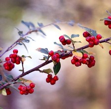 Pyracantha coccinea scarlet usato  Napoli