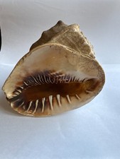 Large queen conch for sale  Leesburg