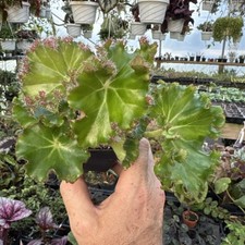 BEGONIA ‘BRUCHII’ comprar usado BEGONIA ‘BRUCHII’ comprar usado  Enviando para Brazil