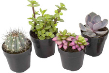 Succulent fairy garden for sale  New York