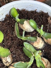 Seedlings jack fruits for sale  Fort Worth