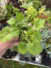 3 potted plants for sale  Crosby