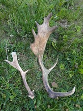 fallow deer antlers for sale  EDGWARE