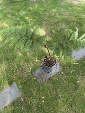 Cyathea cooperi red gebraucht kaufen Cyathea cooperi red gebraucht kaufen  Bergheim