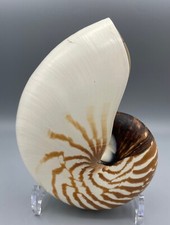 Nautilus shell raw for sale  Dallas