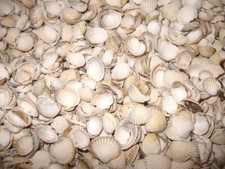 Muscheln stsee 1kg gebraucht kaufen  Riesa