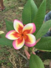 Orange yellow pink for sale  Ravensdale