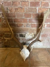 Taxidermy fallow deer for sale  BEDFORD