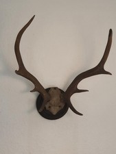 Geweih hirschgeweih ender gebraucht kaufen  Duisburg