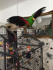 African grey cage for sale  BRIDGEND
