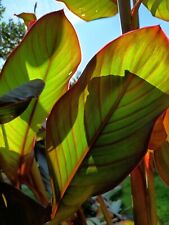 Pianta canna indica usato  Sora