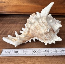 Muschel murex deko gebraucht kaufen  Kolbermoor