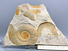 Ammonit fossilienplatte cm gebraucht kaufen  Mittweida