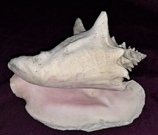Coquillage collection strombus d'occasion  Arras