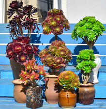 Aeonium succulents cuttings for sale  Shipping to Ireland