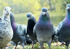 Flock pigeons poster for sale  SELBY
