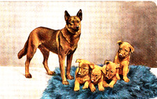 1915 deutscher schäferhund gebraucht kaufen  Elsoff, Rehe, Oberroßbach