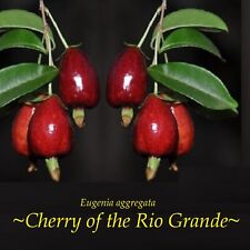 Cereja da ~RIO GRANDE~ Eugenia agregata árvore frutífera viva sm planta em vaso comprar usado  Enviando para Brazil