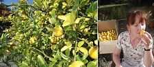 Winterharter rangenbaum grad gebraucht kaufen  Kaiserslautern