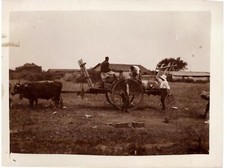Snapshot attelage boeufs d'occasion  Bar-sur-Seine